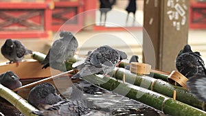 Pigeon at the chozuya in Nezu shrine in Tokyo