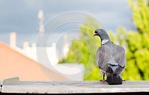 Pigeon in the city.