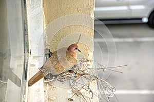 A pigeon in city makes a nest from wires and construction left overs due to missing plants. Concept of animal care, travel and