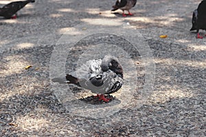 Pigeon cleans feathers.