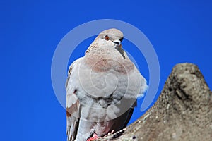 Pigeon close-up