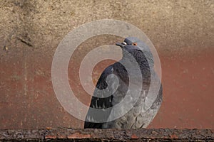 Pigeon close up