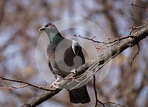 Pigeon close-up