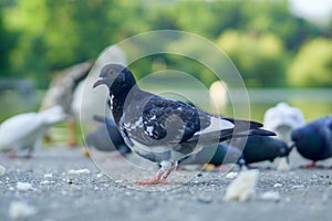 Pigeon close-up, blurred background