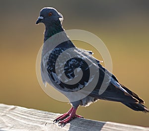 Pigeon Close up Profile