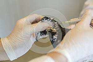 Pigeon close up, vaccination