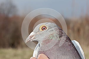 Pigeon