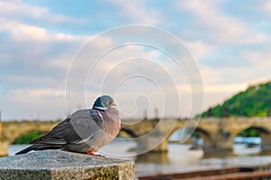 Pigeon closeup in front of Charles Bridge Karluv Most over Vltava river in Old Town of Prague