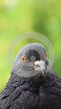 Pigeon closeup portrait, vertical video