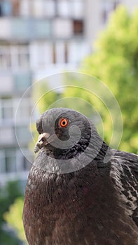 Pigeon closeup portrait, vertical video, green summer background