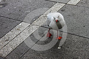 Pigeon cocking his head and giving a funny look with his eye as he walks toward the camera on a dirty pavement