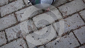 Pigeon Columba livia eats seeds of sunflower on the cobblestone sidewalk. Footage movie.