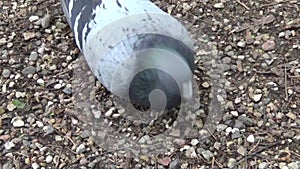 Pigeon Columba livia eats seeds of sunflower on the cobblestone sidewalk. Footage movie.