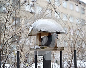 The pigeon Columba livia Gmelin sits in a feeder for small birds. Winter