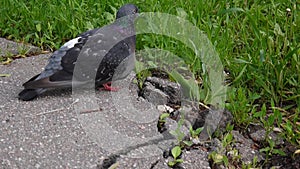 Pigeon Columba livia stay on on the sidewalk. Footage movie.