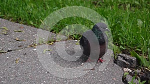 Pigeon Columba livia stay on on the sidewalk. Footage movie.