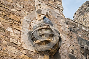 Pigeon Columba livia on top of a stone armillary sphere on the wall of the castle of Torres Vedras PORTUGAL