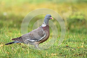 Pigeon Columba palumbus