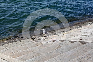 A pigeon on a concrete staircase