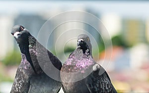 Pigeon Couple `Columba livia domestica`