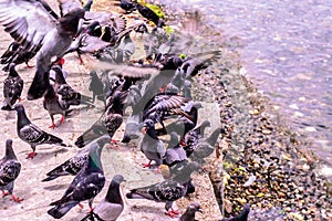 Pigeon Covey By The Blue Sea - Turkey