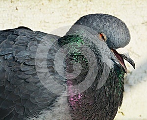 Pigeon crying