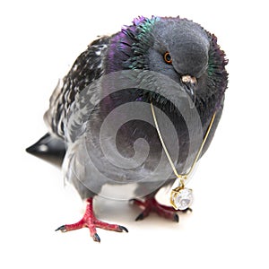 Pigeon with crystal pendant on white