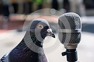 pigeon curiously pecking at a handheld mic