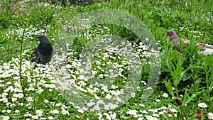 Pigeon and daisy flowers in the garden