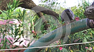 a pigeon dancing on a pipe to attract a female