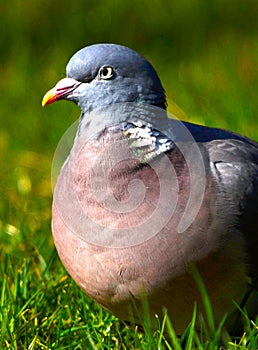 Pigeon in denmark