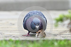 Pigeon disputing bread piece with sparrow