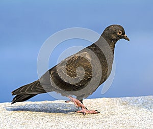 Pigeon dove