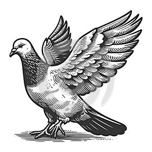 Pigeon dove bird engraving raster illustration
