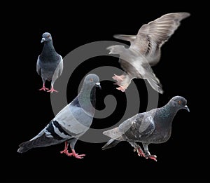 Pigeon dove bird isolated on black background