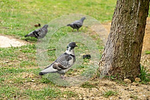 Pigeon or Dove bird on the window, house, park in the city.