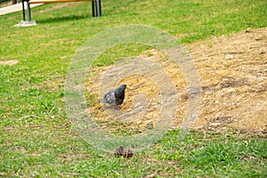 Pigeon or Dove bird on the window, house, park in the city.