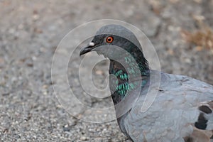 Pigeon. Dove. The large bird genus Columba comprises a group of medium to large stout-bodied pigeons, photo