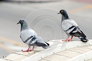 Pigeon. Dove. The large bird genus Columba comprises. photo