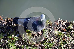 pigeon or dove on river shore, natural image