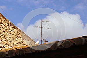 Pigeon and dove on a roof