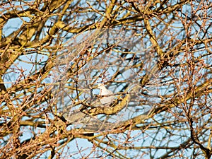 pigeon dove sat in trees bare branches autumn sky