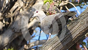 Pigeon dove on a tree branch.
