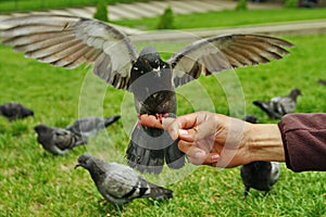 Pigeon (dove) with wings wide open