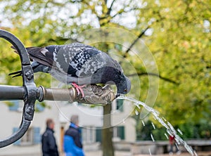 Pigeon drink water on tap