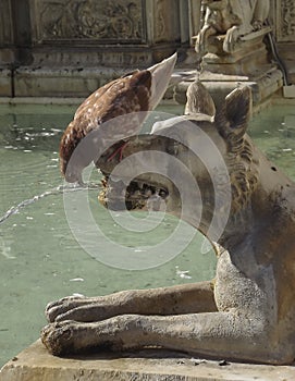 Pigeon drinking in Fonte Gaia in Siena, Italy