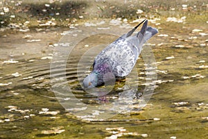 Pigeon drinking water