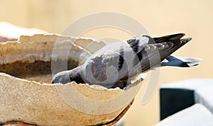 A pigeon drinking water in a broken pot