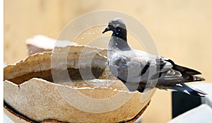 A pigeon drinking water in a broken pot