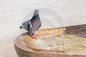 Pigeon drinking water from the fountain.